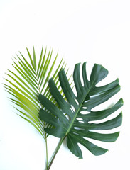 Fresh Monstera leaf and Palm leaf with a white background