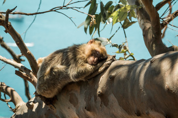 Monkey On a Branch