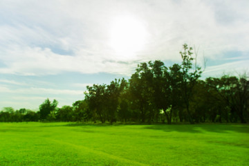 Obraz premium blured photo Green trees and gardens Beautiful light in the morning