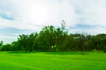 Obraz premium blured photo Green trees and gardens Beautiful light in the morning