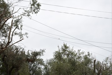 bird on the trapeze