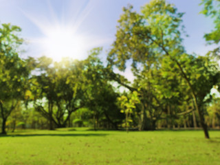 blured photo Beautiful green garden trees in the morning