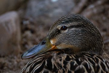 Hembra de pato de ánade real