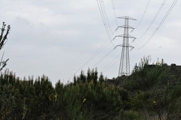 electric wires iron and yellow flowers