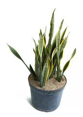 Naturally leaf and beautiful potted Sansevieria plants with white background