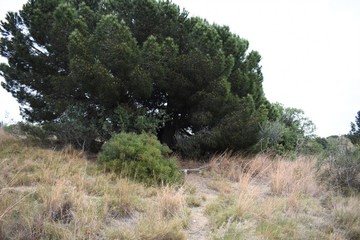 Obraz premium leafy pine