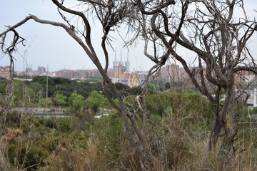 nature and pollution in the background