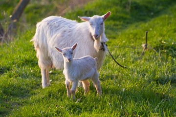 Obraz na płótnie Canvas white nanny goat and kid in a meadow with fresh young juicy grass, late sunny spring evening