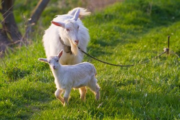 white nanny goat and baby in a meadow with fresh young juicy grass, late sunny spring evening