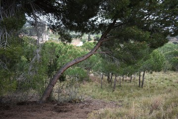 Fototapeta na wymiar twisted tree