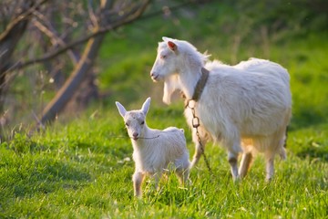 Obraz premium white nanny goat enjoy late evening sun and kid play with twig in a meadow with fresh young juicy grass, pastoral spring landscape