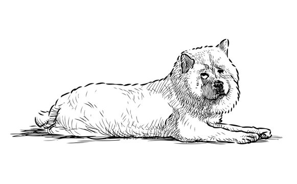 Sketch of a lying white husky