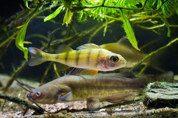 Channel catfish, Ictalurus punctatus, and European perch, Perca fluviatilis, dangerous freshwater predators in European cold-water river biotope fish aquarium