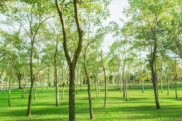 blured photo Green trees and gardens Beautiful light in the morning