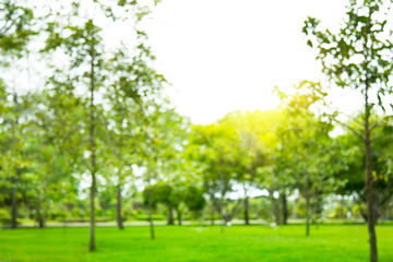 Fototapeta na wymiar Blurred photo Beautiful meadow in the park with morning sky.