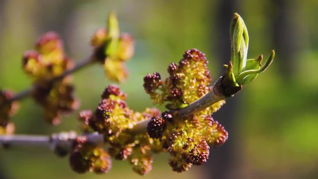 Buds and opening blossom of awakening Acer negundo tree close up. Blooming Manitoba maple or Elf maple branch in early spring macro shot at sunset. Cause of seasonal pasture myopathy SPM in horses