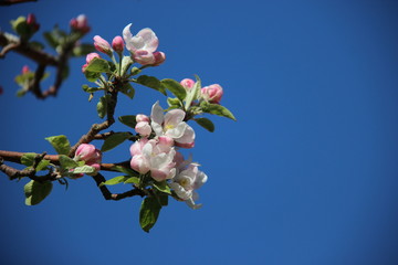 Flowering Blossoming  Pink Apples Flowers With Clear Blue Sky Fruits Plantation In Europe