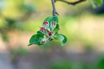 apple flower in the garden