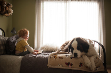 Young boy reading to his large St. Bernard dog on bed