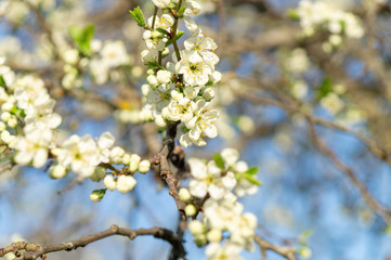 cherry flowers in spring