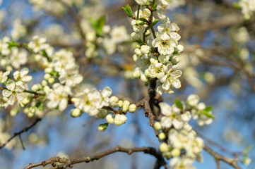 cherry flowers in spring