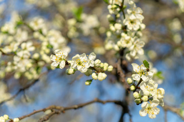 cherry flowers in spring