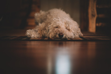 Goldendoodle dog lying on floor
