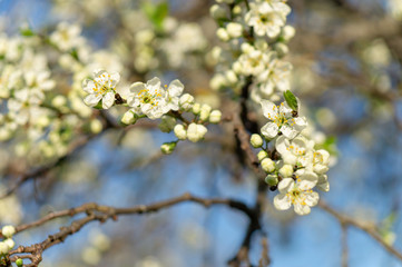cherry flowers in spring