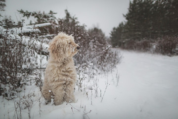 Goldendoodle sitting in snow
