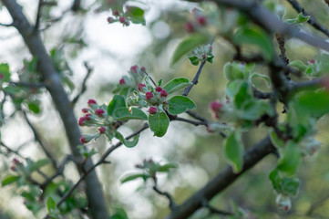 apple flower in the garden 3
