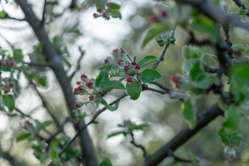 apple flower in the garden 4