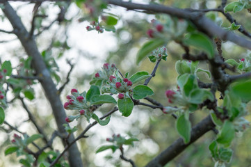 apple flower in the garden 5
