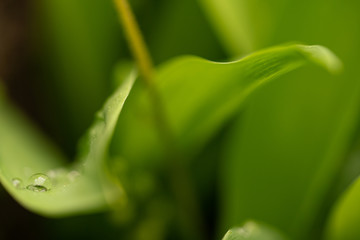 Blättertraum im grünen