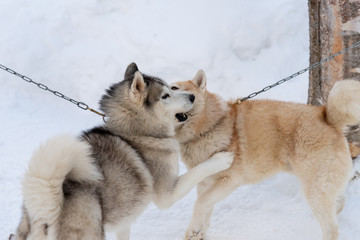 Portrait young Alaskan Malamute in the snow
