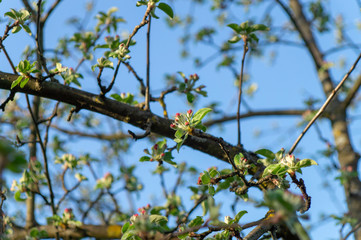 apple flower in the garden 10