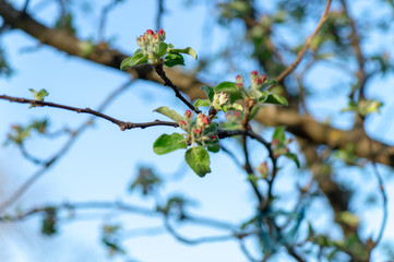 apple flower in the garden 11