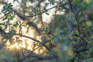 apple flower in the garden