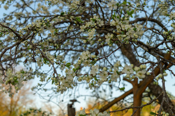 cherry flowers in spring