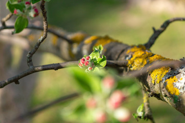 apple flower in the garden 16