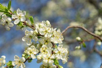 cherry flowers in spring
