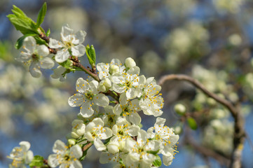 cherry flowers in spring