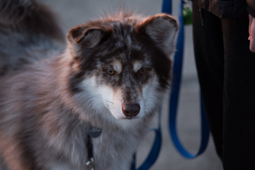 Fototapeta premium Husky Dog at the Beach