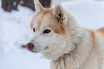 Portrait young Alaskan Malamute in the snow