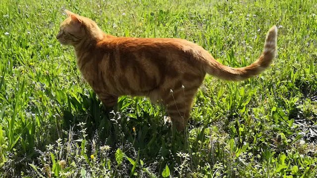 chat roux dans le jardin