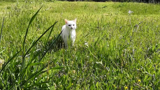 chat blanc dans le jardin