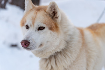Portrait young Alaskan Malamute in the snow