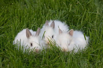 group white rabbit on lawn grass