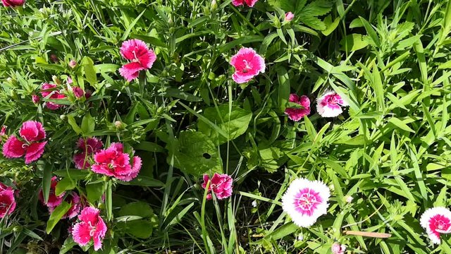 fleurs d&rsquo;&oelig;illets de chine