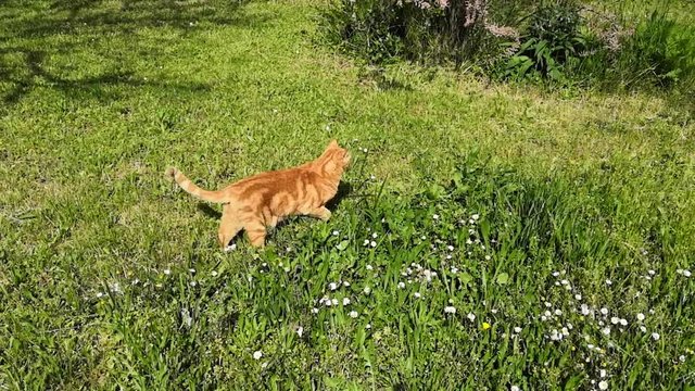 chat roux dans le jardin