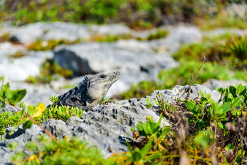Large iguana sunbathing on volcanic stone with green plants looking towards the right side